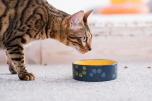 Какие гипоаллергенные продукты можно давать кошке?