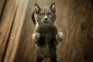 Может ли корм для кошек Award вызвать аллергию?